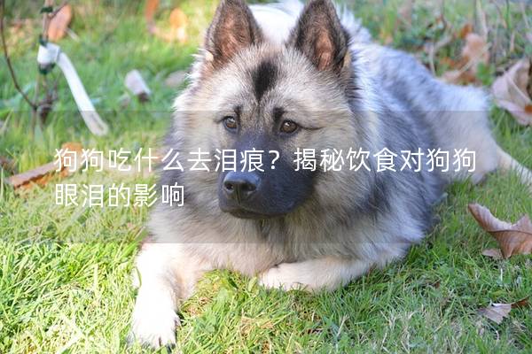 狗狗吃什么去泪痕？揭秘饮食对狗狗眼泪的影响