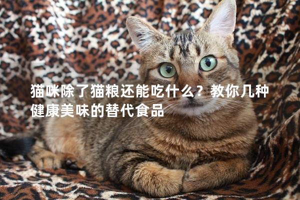 猫咪除了猫粮还能吃什么？教你几种健康美味的替代食品