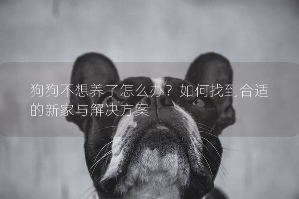 狗狗不想养了怎么办？如何找到合适的新家与解决方案