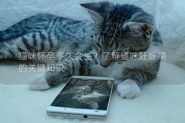 猫咪怀孕多久会生？了解猫咪妊娠期的关键知识