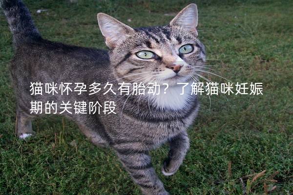 猫咪怀孕多久有胎动？了解猫咪妊娠期的关键阶段