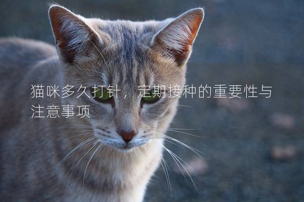 猫咪多久打针，定期接种的重要性与注意事项