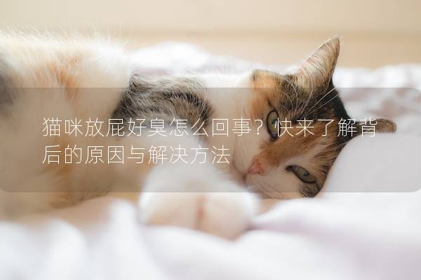 猫咪放屁好臭怎么回事？快来了解背后的原因与解决方法