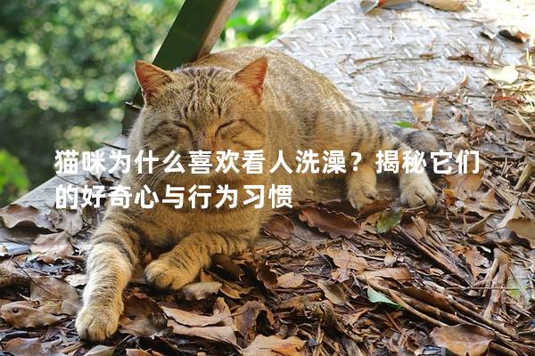 猫咪为什么喜欢看人洗澡？揭秘它们的好奇心与行为习惯