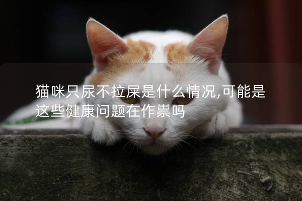 猫咪只尿不拉屎是什么情况,可能是这些健康问题在作祟吗