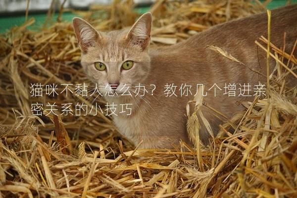 猫咪不黏人怎么办？教你几个增进亲密关系的小技巧