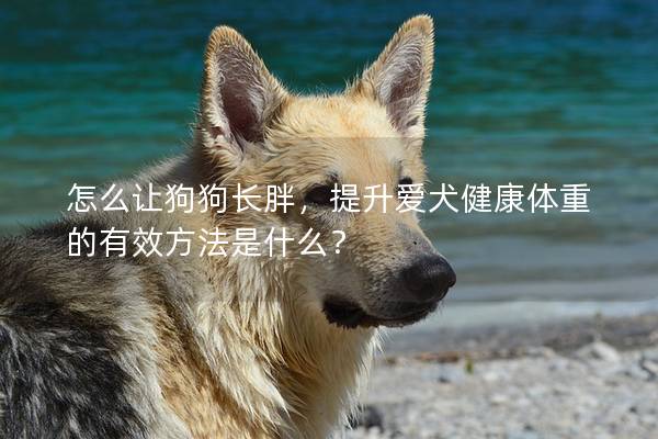 怎么让狗狗长胖，提升爱犬健康体重的有效方法是什么？