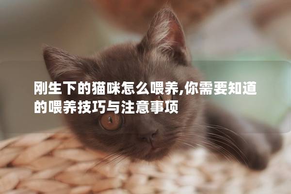 刚生下的猫咪怎么喂养,你需要知道的喂养技巧与注意事项