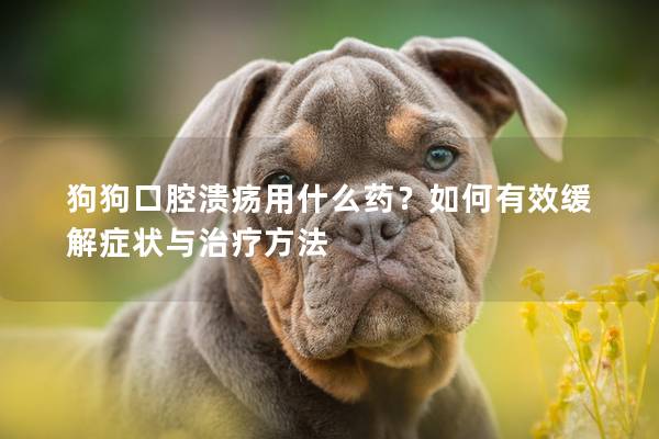 狗狗口腔溃疡用什么药？如何有效缓解症状与治疗方法