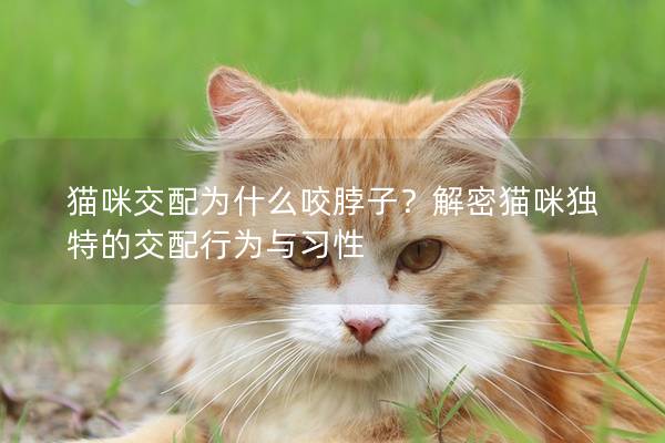 猫咪交配为什么咬脖子？解密猫咪独特的交配行为与习性