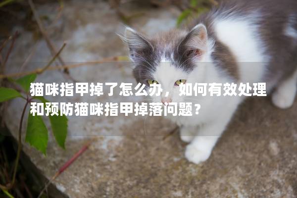 猫咪指甲掉了怎么办，如何有效处理和预防猫咪指甲掉落问题？