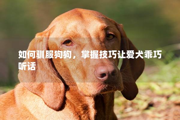 如何驯服狗狗，掌握技巧让爱犬乖巧听话