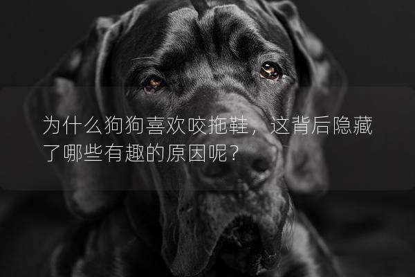 为什么狗狗喜欢咬拖鞋，这背后隐藏了哪些有趣的原因呢？