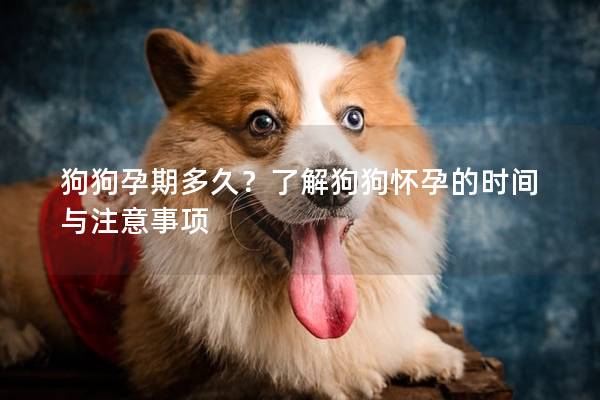 狗狗孕期多久？了解狗狗怀孕的时间与注意事项