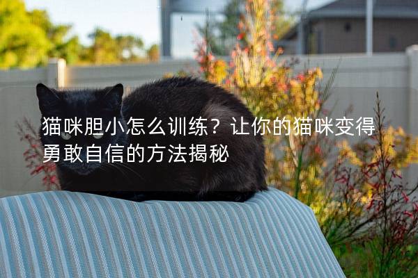 猫咪胆小怎么训练？让你的猫咪变得勇敢自信的方法揭秘