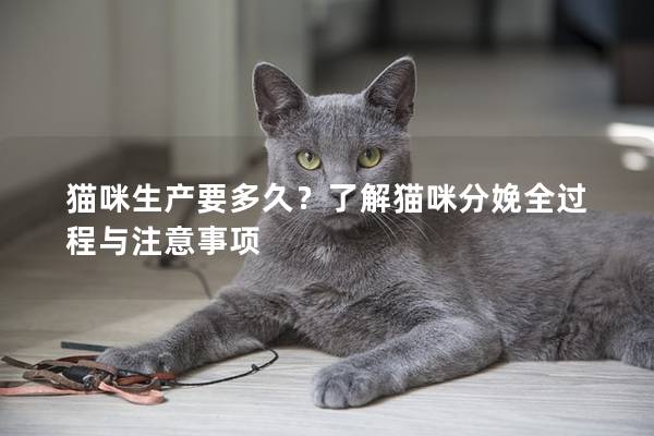 猫咪生产要多久？了解猫咪分娩全过程与注意事项