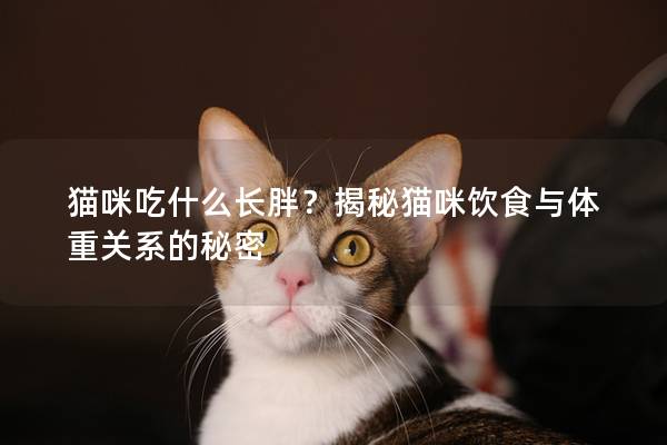 猫咪吃什么长胖？揭秘猫咪饮食与体重关系的秘密