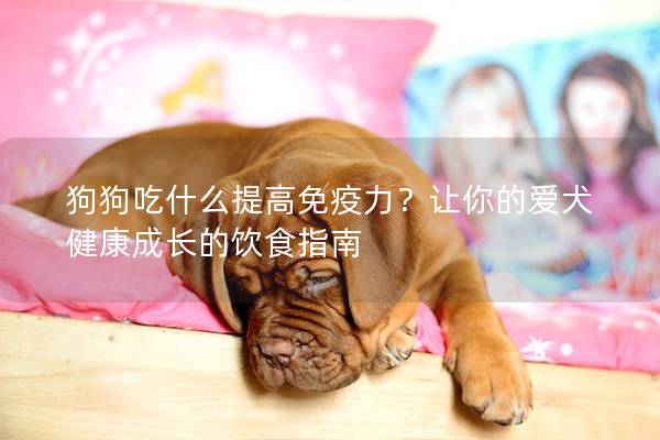 狗狗吃什么提高免疫力？让你的爱犬健康成长的饮食指南