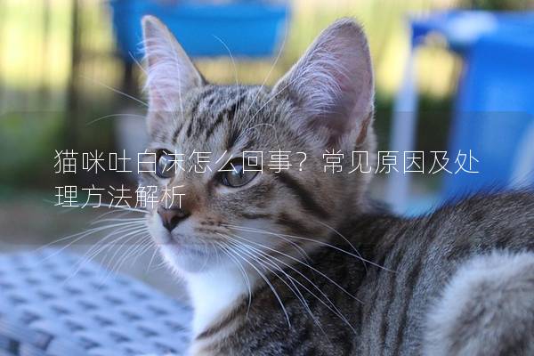 猫咪吐白沫怎么回事？常见原因及处理方法解析