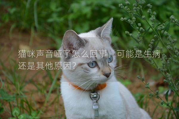 猫咪声音哑了怎么回事，可能是生病还是其他原因？