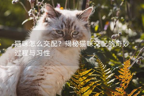 猫咪怎么交配？揭秘猫咪交配的奇妙过程与习性