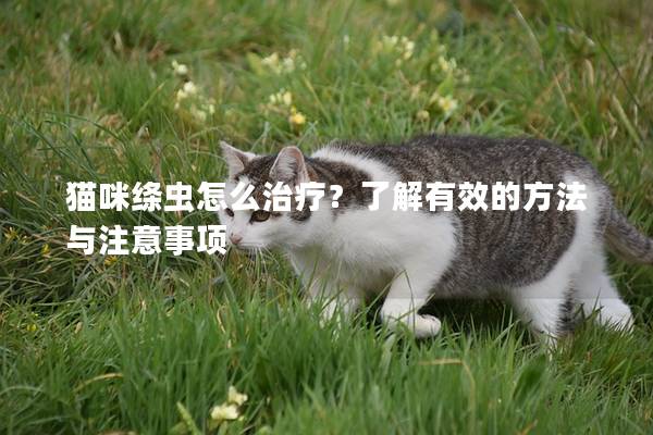 猫咪绦虫怎么治疗？了解有效的方法与注意事项