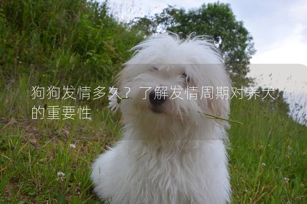 狗狗发情多久？了解发情周期对养犬的重要性