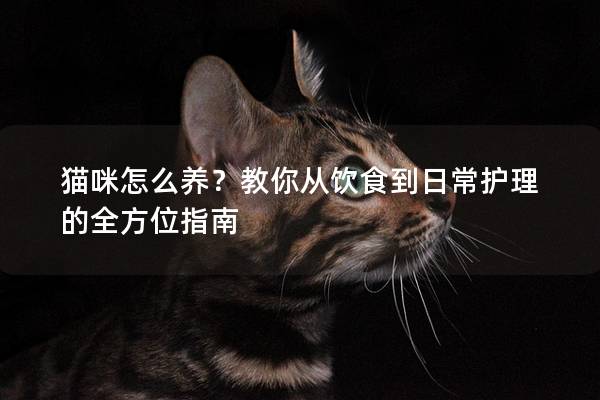 猫咪怎么养？教你从饮食到日常护理的全方位指南