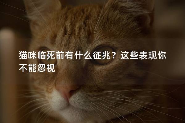 猫咪临死前有什么征兆？这些表现你不能忽视