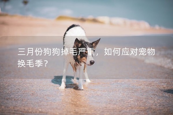 三月份狗狗掉毛严重，如何应对宠物换毛季？