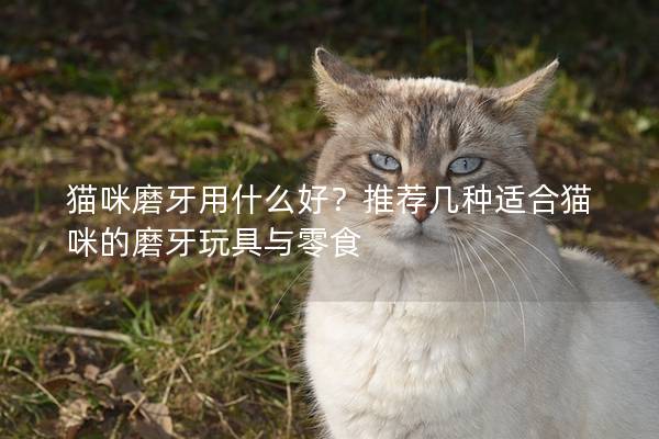 猫咪磨牙用什么好？推荐几种适合猫咪的磨牙玩具与零食