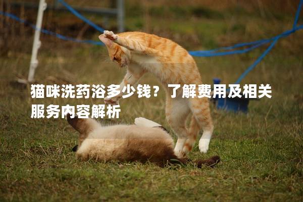 猫咪洗药浴多少钱？了解费用及相关服务内容解析