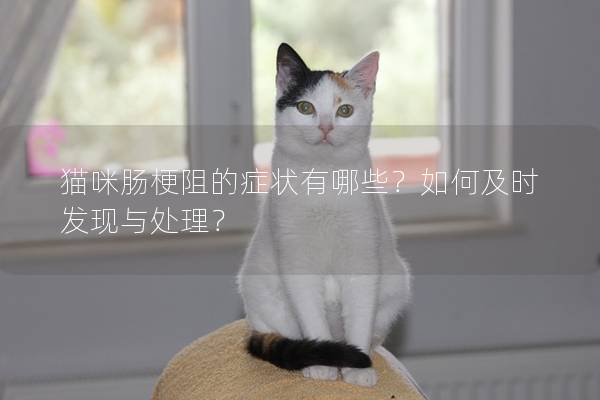 猫咪肠梗阻的症状有哪些？如何及时发现与处理？