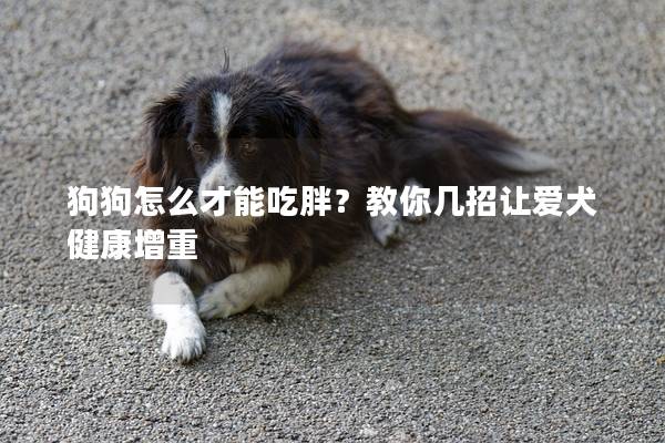 狗狗怎么才能吃胖？教你几招让爱犬健康增重