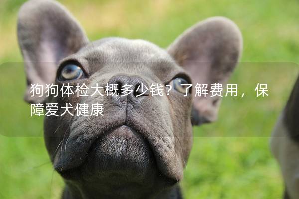 狗狗体检大概多少钱？了解费用，保障爱犬健康