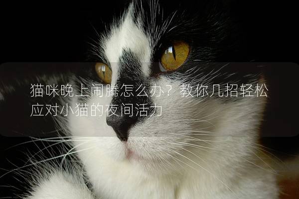 猫咪晚上闹腾怎么办？教你几招轻松应对小猫的夜间活力