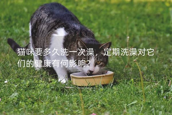 猫咪要多久洗一次澡，定期洗澡对它们的健康有何影响？