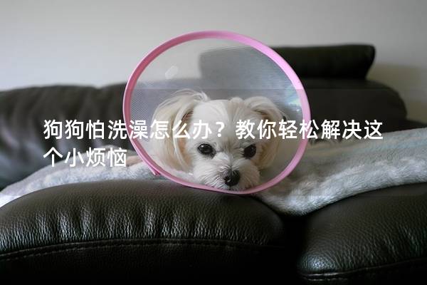 狗狗怕洗澡怎么办？教你轻松解决这个小烦恼