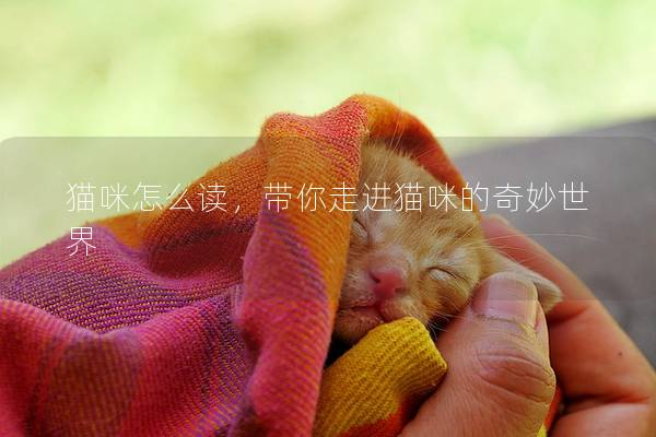 猫咪怎么读，带你走进猫咪的奇妙世界