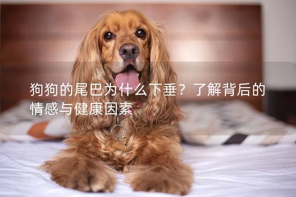 狗狗的尾巴为什么下垂？了解背后的情感与健康因素