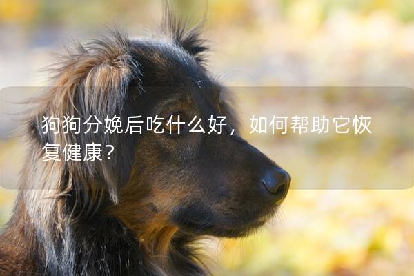 狗狗分娩后吃什么好，如何帮助它恢复健康？