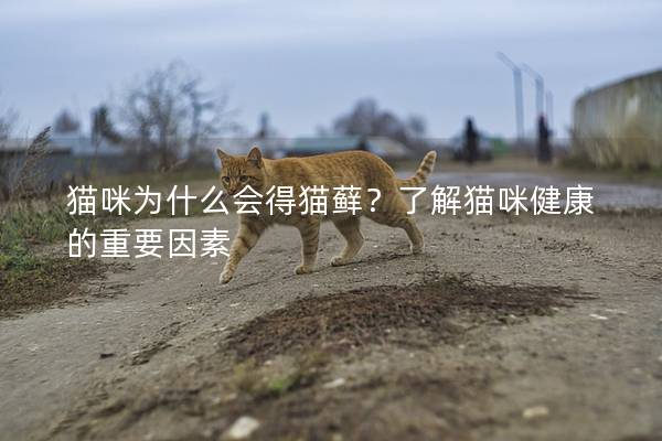 猫咪为什么会得猫藓？了解猫咪健康的重要因素