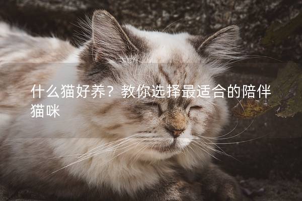 什么猫好养？教你选择最适合的陪伴猫咪