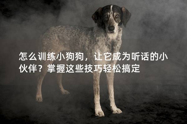 怎么训练小狗狗，让它成为听话的小伙伴？掌握这些技巧轻松搞定