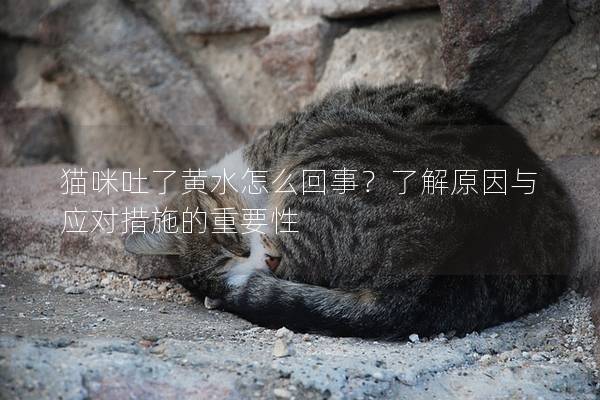 猫咪吐了黄水怎么回事？了解原因与应对措施的重要性