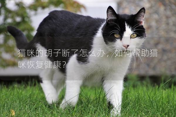 猫咪的胡子断了怎么办，如何帮助猫咪恢复健康？