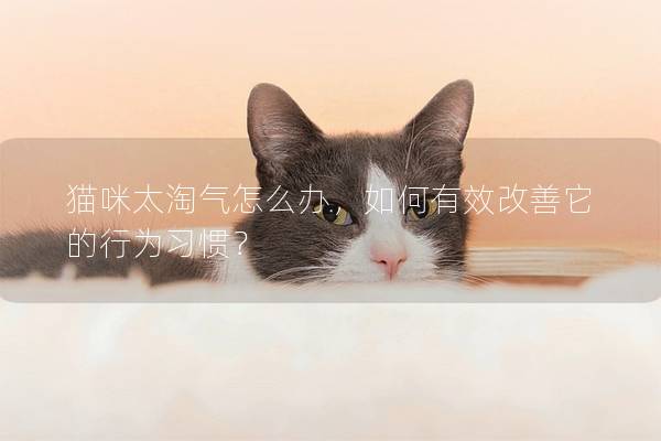 猫咪太淘气怎么办，如何有效改善它的行为习惯？