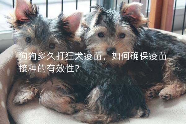 狗狗多久打狂犬疫苗，如何确保疫苗接种的有效性？