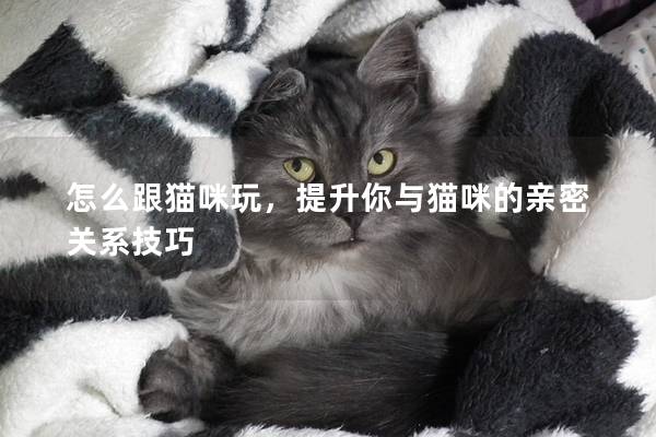 怎么跟猫咪玩，提升你与猫咪的亲密关系技巧