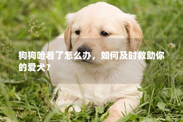 狗狗呛着了怎么办，如何及时救助你的爱犬？